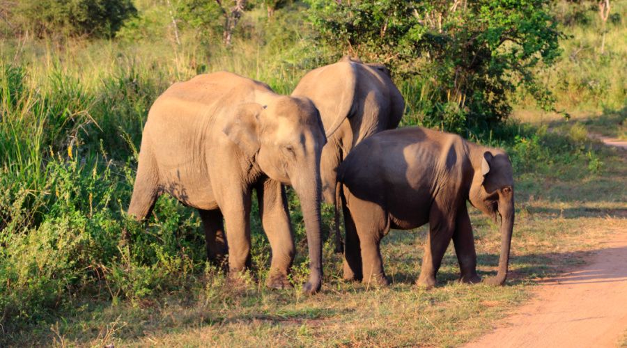 minneriya sri lanka natuur