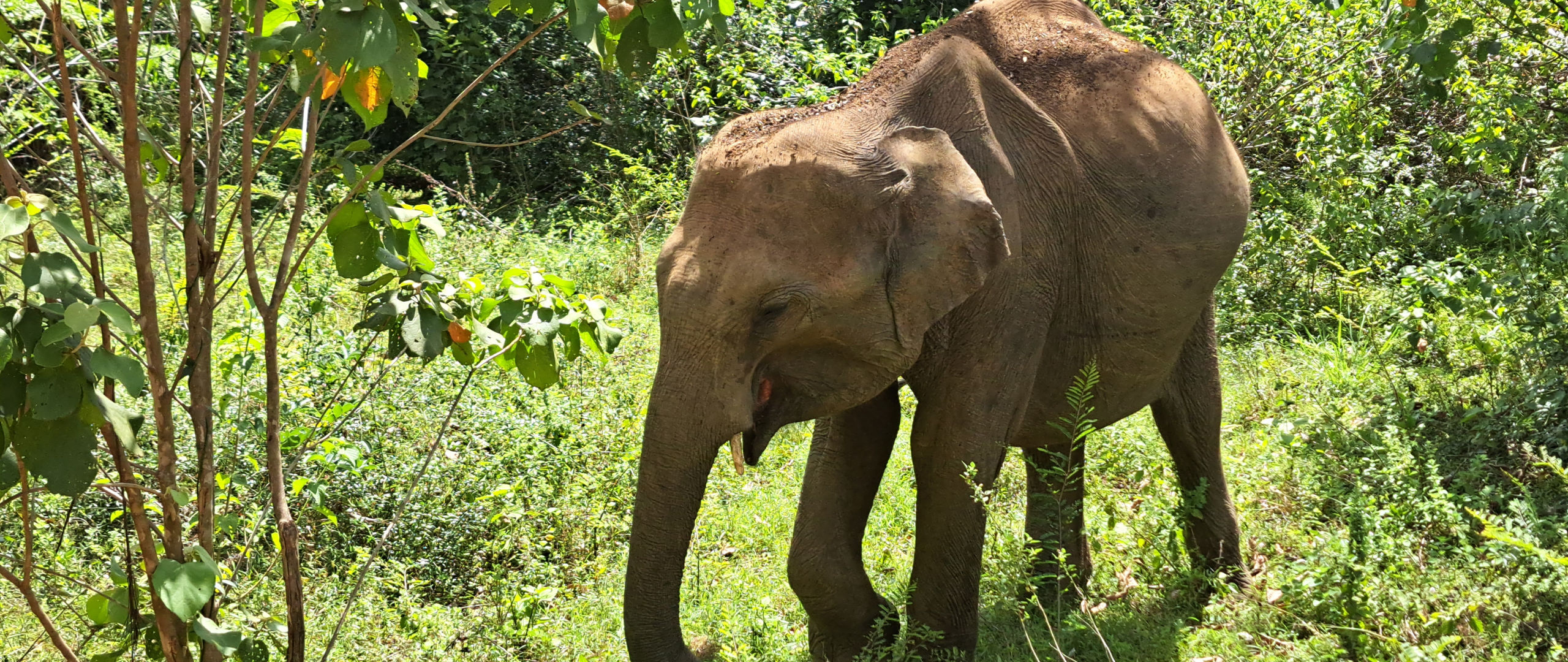 kaudulla national park
