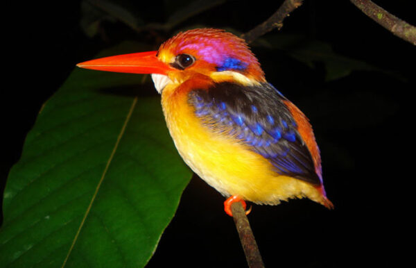 Kumana Bird Sanctuary natuur sri lanka